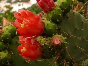 Kaktusblüten im Botanischen Garten. Die Alameda-Gärten wurden 1816 angelegt