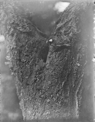 Kohlmeise : Eine Kohlmeise (Parus major Linnaeus) an der Nisthöhle.
