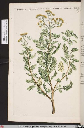 TANACETUM AFRIC: ARBORESCENS FOLIIS LAVENDULAE MULTIFIDO FOLIO.