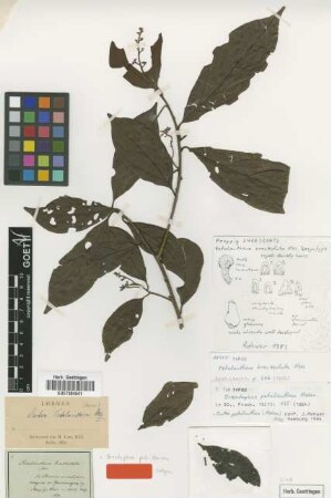 Ocotea petalanthera (Meisn.) Mez [type]