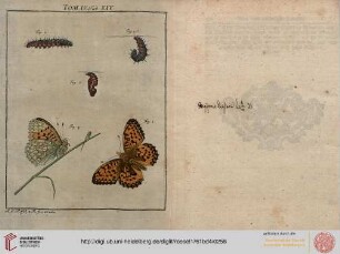 Tafel_XXV-184 Die zu der Tagvögel ersten Classe gehörige einsame, kohlschwarze Dornen-Raupe [...]