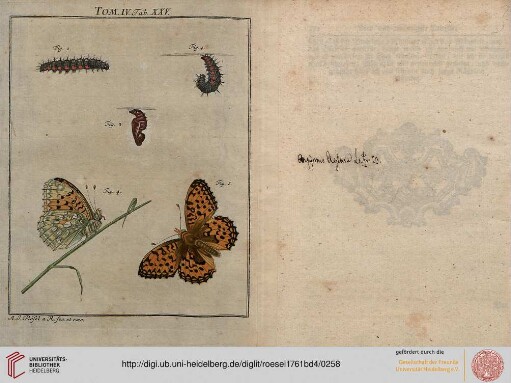 Tafel_XXV-184 Die zu der Tagvögel ersten Classe gehörige einsame, kohlschwarze Dornen-Raupe [...]