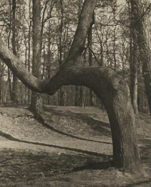 Berlin. Grunewald. Spiel der Natur. Stamm einer sonderbar geformten Eiche