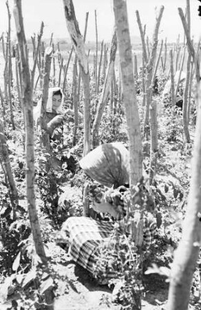 Plovdiv: landwirtschaftliche Versuchsanstalt, Mädchen in Tomatenkulturen