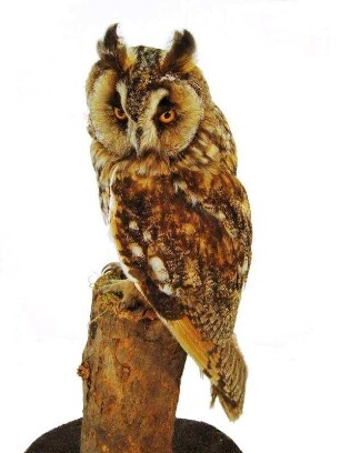Waldohreule, Asio otus