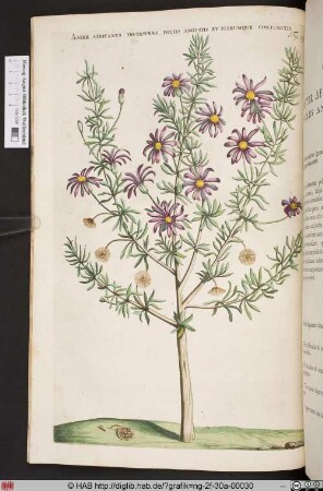 ASTER AFRICANUS FRUTESCENS FOLIIS ANGUSTIS ET PLERUMQUE CONIUNCTIS.