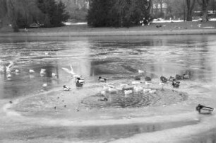 Wintertag im Stadtgarten
