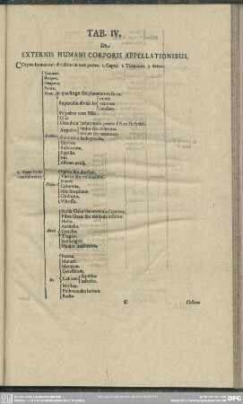 Tab. IV. De Externis Humani Corporis Appellationibus