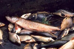 Fischfang