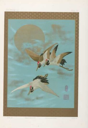 Plate IV.