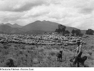 Arizona, Landwirtschaft, Viehhaltung, Weidende Schafe, Aufnahme, U.S. Forest Service, U.S. Depart. Of Agriculture, Washington