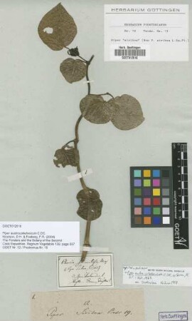 Piper austro-caledonicum C.DC.