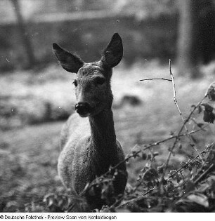 Tiere in Moritzburg II (Wildgehege?)