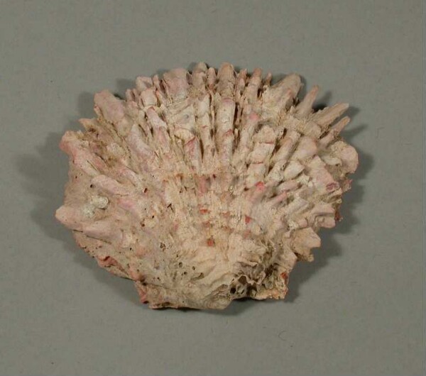 Spondylus shell