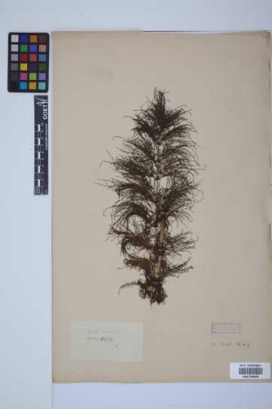 Equisetum sylvaticum L.