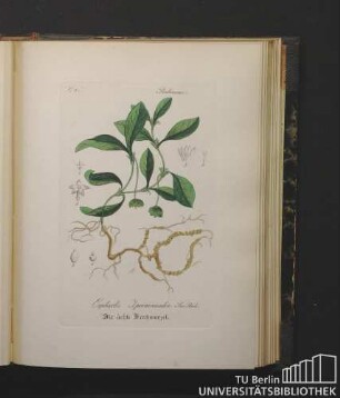 Rubiaceae. Cephaelis Ipecacuanha Sw. Rich. Die ächte Brechwurzel.