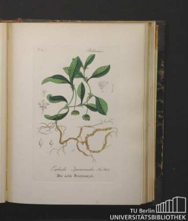 Rubiaceae. Cephaelis Ipecacuanha Sw. Rich. Die ächte Brechwurzel.