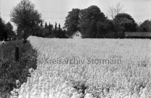 Rapsfeld in Blüte: im Hintergrund Bäume, Haus, Scheune: links Straße: 6. Mai 1999