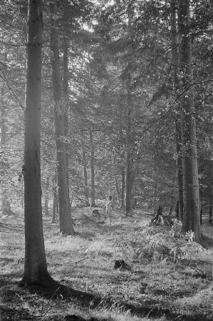 Aktaufnahme Renate Rössings in einem Wald