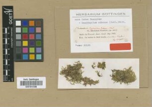 Hookeria cubensis Sull. [isotype]