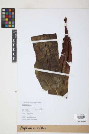 Asplenium nidus