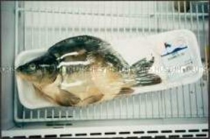 Eingeschweißter Karpfen im Kühlschrank (Altersgruppe 18-21)