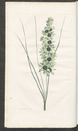 [Ixia maculata viridis]