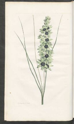 [Ixia maculata viridis]