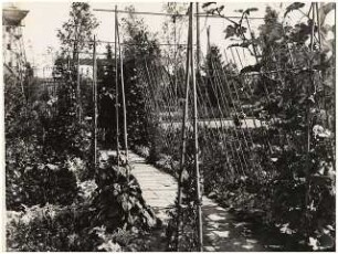 Sommerblumenschau am Funkturm, Berlin-Charlottenburg: Bambusirrgarten