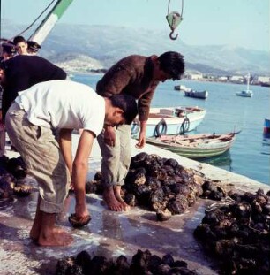 Kreta, Sitía. Schwammgräber von Symi mit frisch geernteten Spongaria