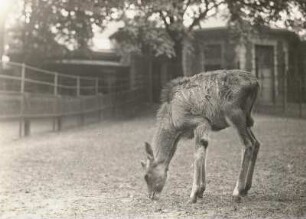 Säugetiere fremder Länder. Elenantilope (Taurotragus). Kalb. Hamburg: Zoologischer Garten