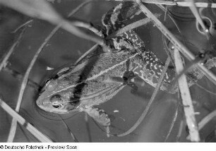 Frosch in einem Tümpel
