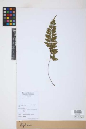 Asplenium spec.