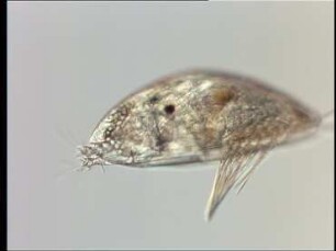 Biologie der Crustaceen-Nauplien