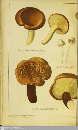 Taf.XVI. No. 81-87