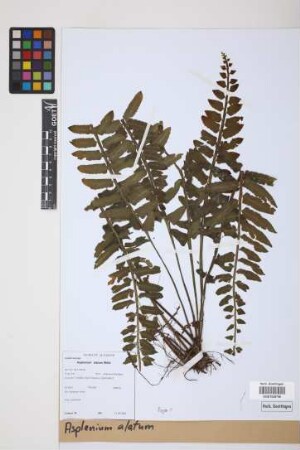 Asplenium alatum Willd.