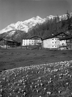 Stubaital. Ortsteilansicht mit Krokuswiese