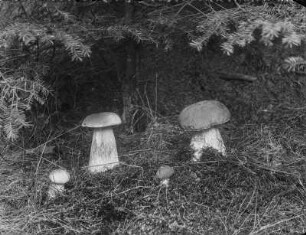 Steinpilz : Steinpilz (Boletus Linnaeus).