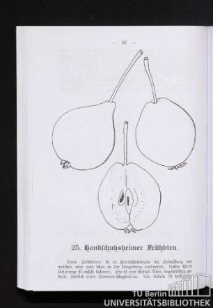 25. Handschuhsheimer Frühbirn.
