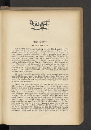 Auf Büffel.