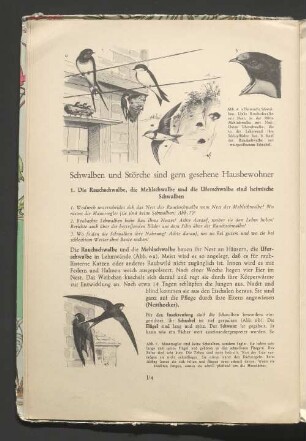 Schwalben und Störche sind gern gesehene Hausbewohner