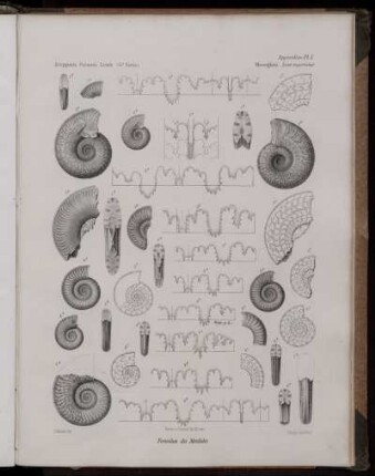 Pl. I. [bis] Pl. VII. [siehe arabische Paginierung]
