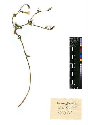 Linaceae Linum flavum Linné, Carl von (1707 - 1778) [Katamon]