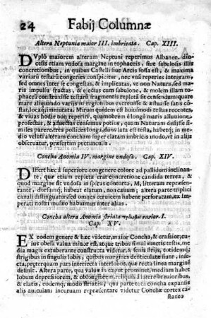 Concha Anomia IV. margine undosa. Cap. XIV.