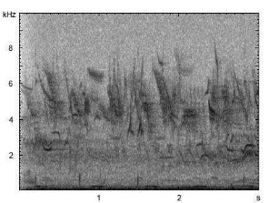 Rohrdommel | Botaurus stellaris - Gesang