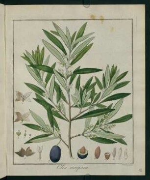 18r, Olea europaea