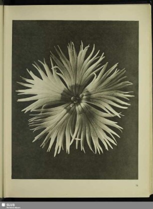 Dianthus plumarius. Federnelke in 8facher Vergrößerung