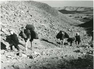 Karawane in Algerien : Eine Karawane in einer algerischen Hammada (Fels- und Steinwüste).