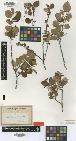 Cotoneaster granatensis Boiss. [isotype]