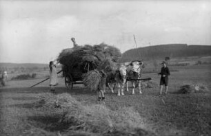 Flachsernte beim Elmer : re.: Wilfried Oelmann (Elmer ist der Spitzname der Oelmanns)